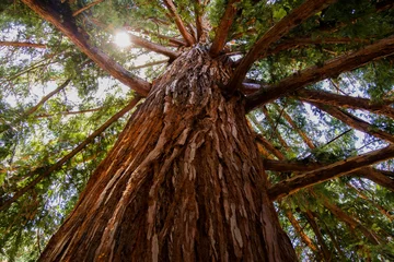 Door stickers Trees Sequioa Redwood Tree Bark