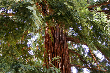 Sequioa Redwood Tree Bark