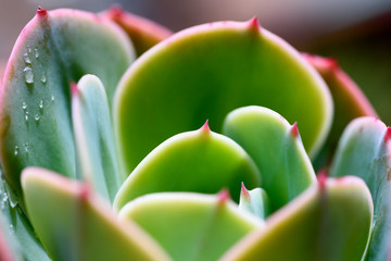 Close-up of green succulent plant