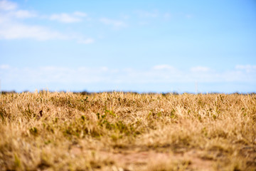 Autumn meadow background