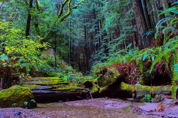 Quiet stream in Californian Redwood forest