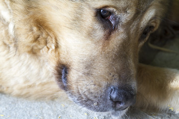 Portrait of a brown dog. Soft focus
