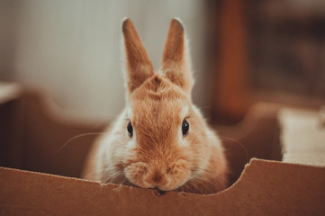 Little gentle red decorative rabbit gnawling a box