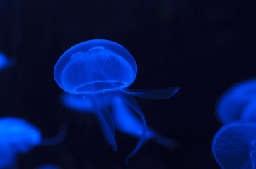 Moon jellyfish glowing blue