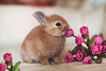 Fototapeta premium little baby rabbit gnawing pink flowers