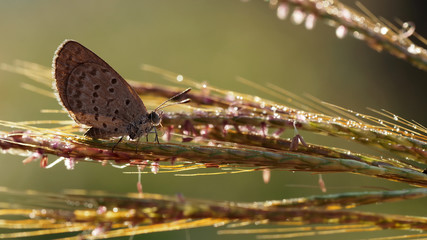 Butterfly seating on wild flower in silhouette with sunrise, Nature outdoor autumn in vintage cross process color for background