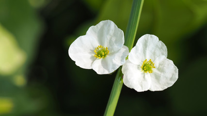 Flower white color with blurred green leave  background