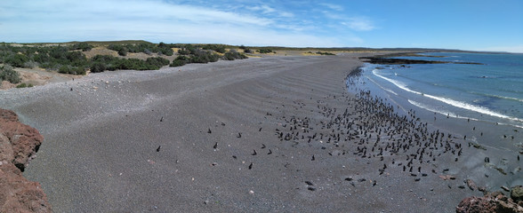 Aerial panoramic view to Magellanic penguin colony