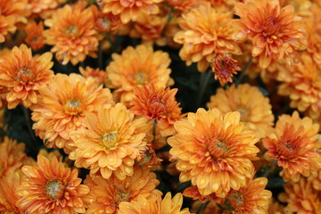 Wet Orange Mums