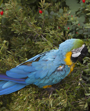 Macaw Eating