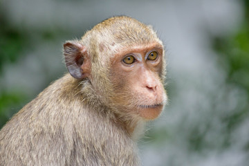 可愛いサル