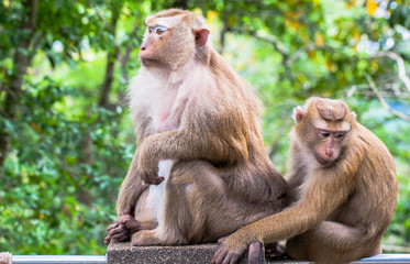 a lot of monkey at Khorang viewpoint