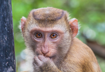 face of monkey