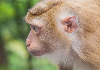 face of monkey