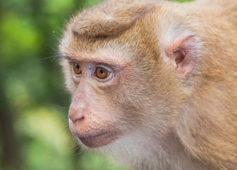 Obraz premium face of monkey