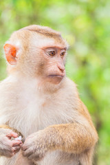 butterfly,bug,fly,insect,wings, eat, suck, honey, smell,  water, food, rocks, rivers, canals, ponds, canal,dams, forest, integrity, mushrooms,