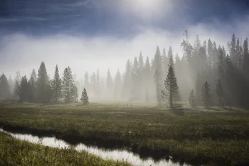 Crédence en verre imprimé Forêt dans le brouillard Brouillard