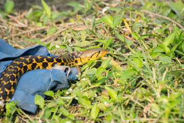 Snake coming out of it's hide