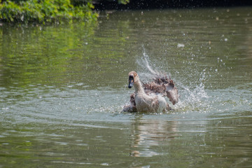 Swan splashing water, stock image