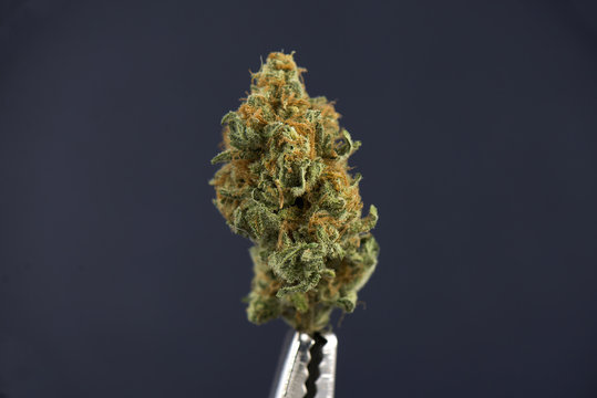 Single cannabis bud (mango puff strain) isolated on dark backgro