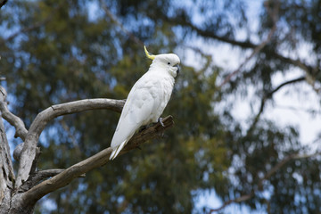 Wild Sulphur-Crested Cockatoo (Cacatua Galerita) in a Tree