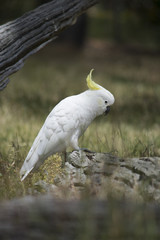 Wild Sulphur-Crested Cockatoo (Cacatua Galerita)