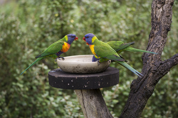 Three Wild Rainbow Lorikeets (Trichoglossus Moluccanus) at Feeder