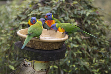 Four Wild Rainbow Lorikeets (Trichoglossus moluccanus) at Feeder