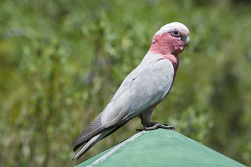 Wild Galah (Eolophus Roseicapilla)