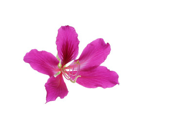 Isolated Bauhinia flower