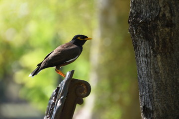 Birds on a park bench