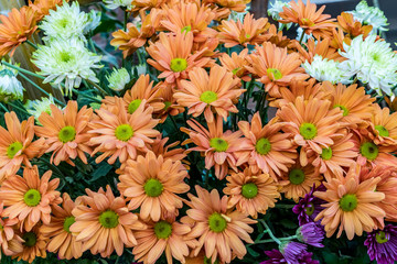 Image of daisy flowers