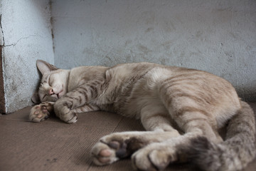 A gray Cat sleeping on the street