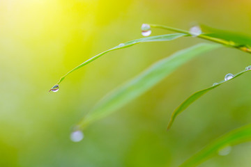 morning dew drops on green leaves