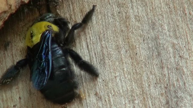 A Bora Bee begins work drilling a hole in a tree stump by cutting away the bark. Macro.