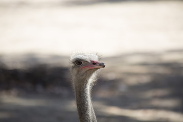 Ostrich