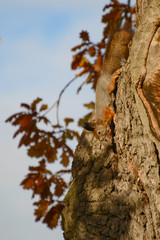 Unsuspecting squirrel