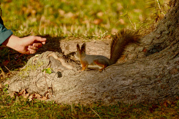 Unsuspecting squirrel