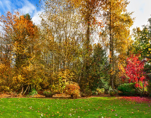 Late autumn afternoon in the garden - Leaves are nearly done for the season but what's left catches the sunlight