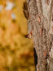 Unsuspecting squirrel