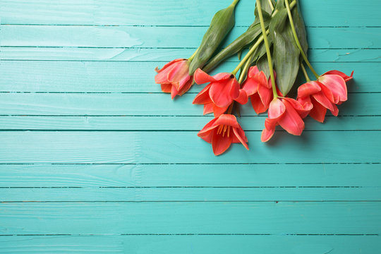 Fototapeta Fresh pink tulips on turquoise painted wooden background.