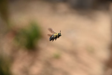 Bee in Flight