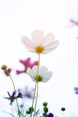 Beautiful white cosmos flowers and  sky