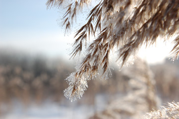 Phragmites communis – Тростник обыкновенный в морозный зимний день на фоне снега и голубого неба .

