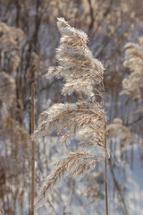 Phragmites communis – Тростник обыкновенный в морозный зимний день на фоне снега и голубого неба.

