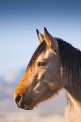 Wild Mustang Horse in the Nevada desert.