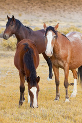 Wild Mustang Horse in the Nevada desert.