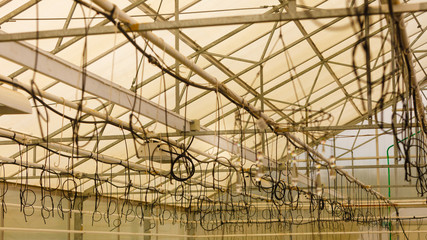 Watering cables hanging under ceiling in greenhouse