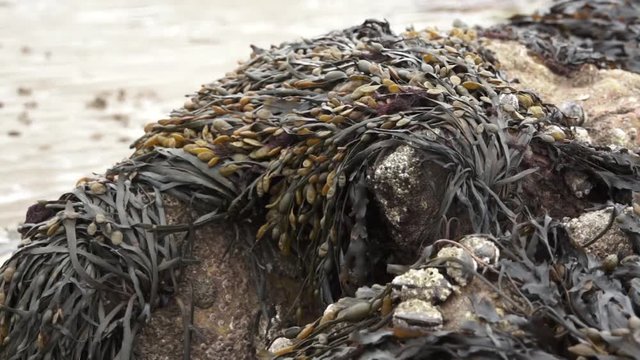 Seaweed on the beach