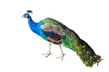 Fototapeta premium Beautiful Peacock Isolated On White Background